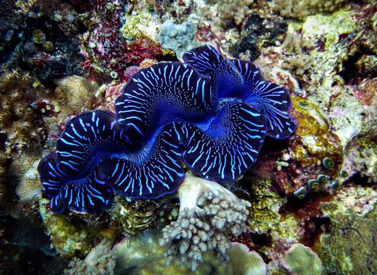 Blaue Riesenmuschel