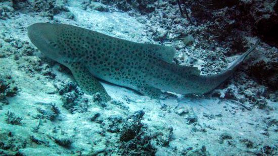Leopard Shark - German Channel