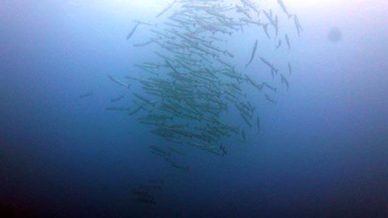 Barracuda Schwarm - Blue Corner