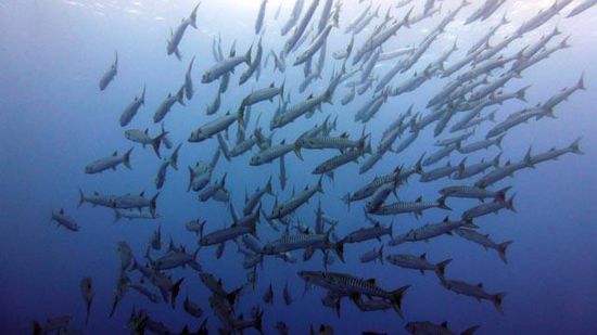 Barracuda Schwarm - Blue Corner