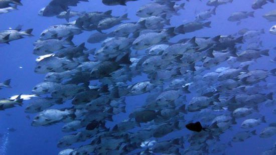 School of Jacks - Blue Corner