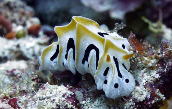 Nacktschnecke - Ulong Channel