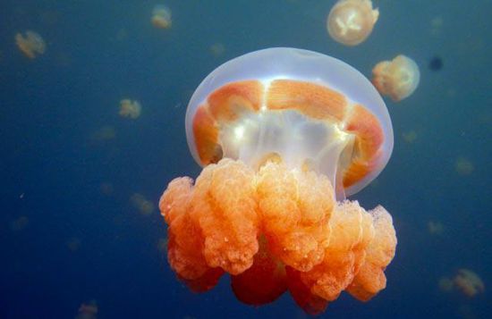 Jellyfish Lake