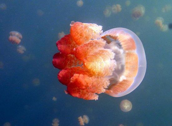 Jellyfish Lake