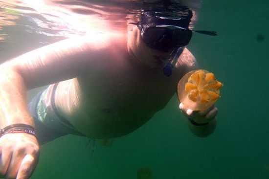 Jellyfish Lake