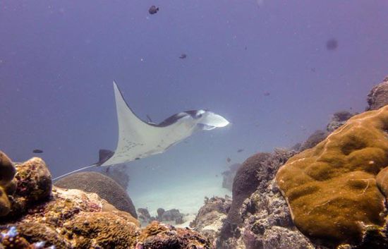 Manta - German Channel