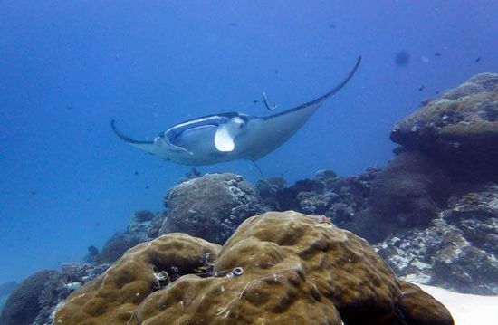 Manta - German Channel