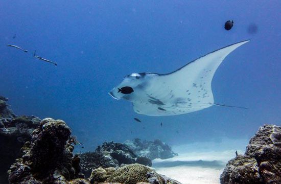 Manta - German Channel