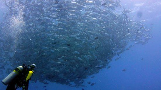 Fischtornado - Ulong Channel