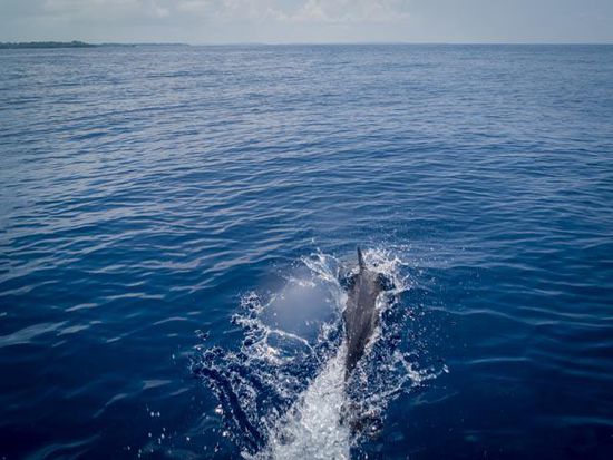 Delfin in der nähe von Blue Corner