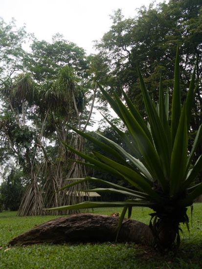 Botanischer Garten Bogor
