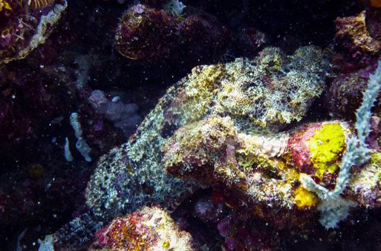 Skorpion oder Steinfisch