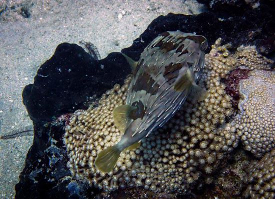 Kugelfisch