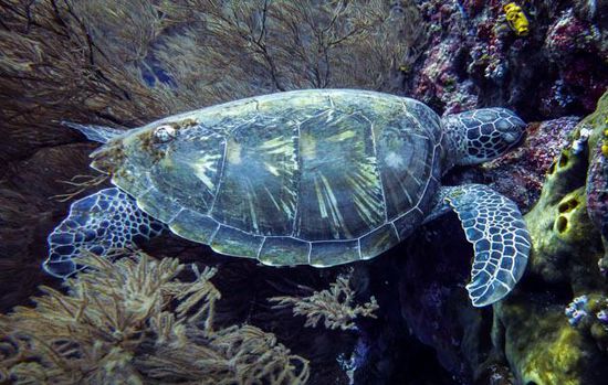 Schildkröte Bunaken National Park