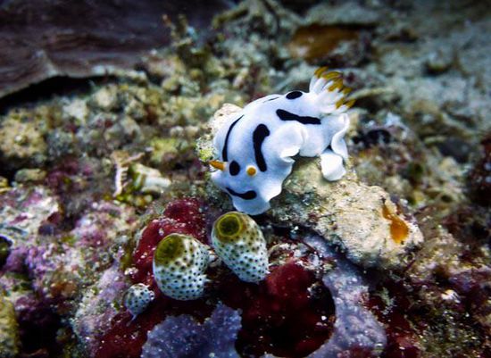 Nacktschnecke Bunaken