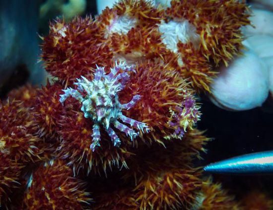 Krabbe in Bunaken