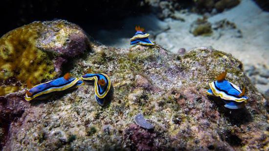 Nacktschnecken in Bunaken