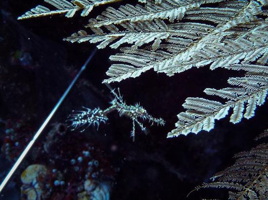 Ghost Pipefish Bunaken