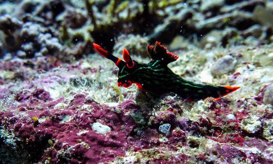 Nacktschnecke Bunaken