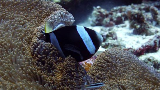 Clownfisch Bunaken