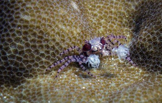 Boxing Crab Bunaken