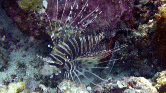 Skorpionfisch Bunaken