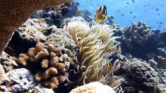 Clownfisch Bunaken