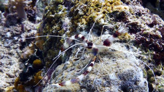 Shrimp Bunaken