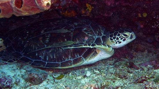Schildkröte Bunaken