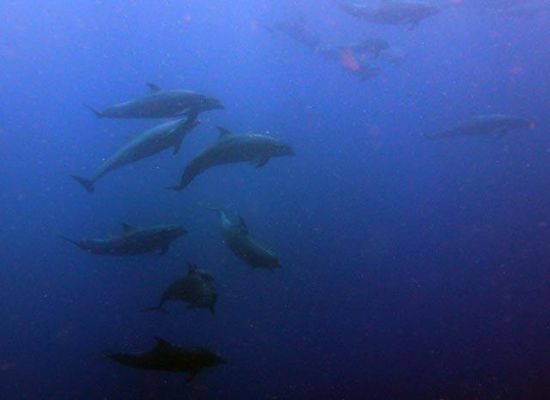Delfine Bunaken