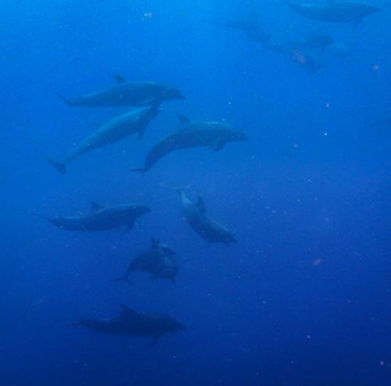 Delfine Bunaken