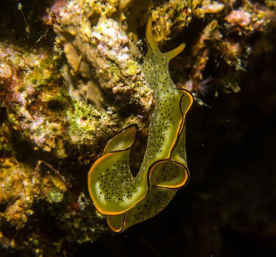 Nacktschnecke auf Nachttauchgang, Togian Island