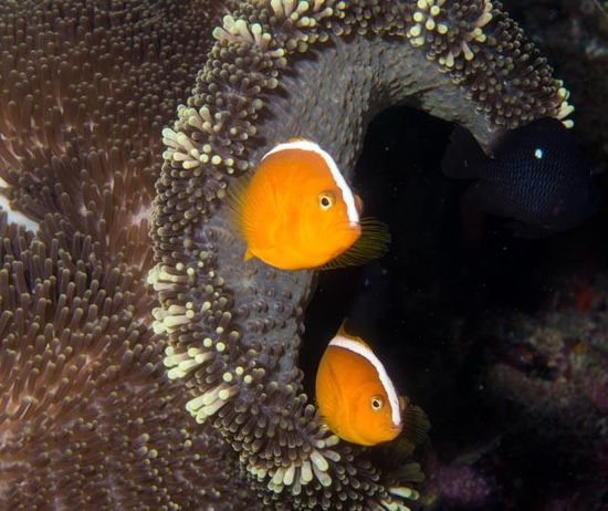 Clownfish, Nachttaugang, Togian Island