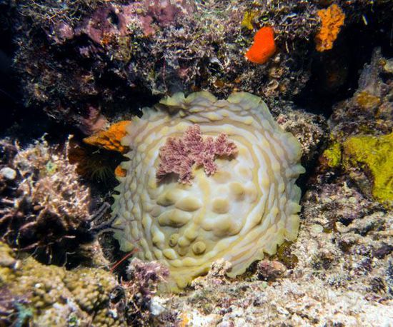 Riesenschnecke, Nachttauchgang, Togian Island