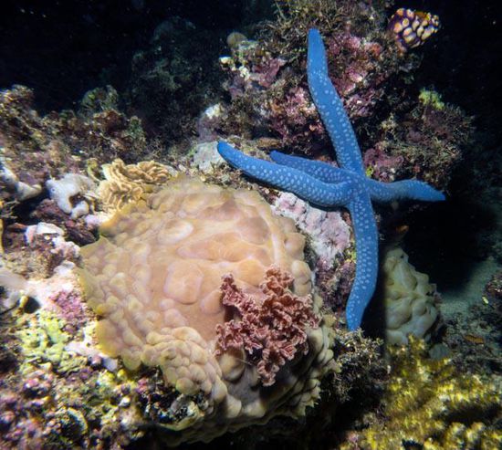 Riesenschnecke und Seestern, Nachttauchgang, Togian Island