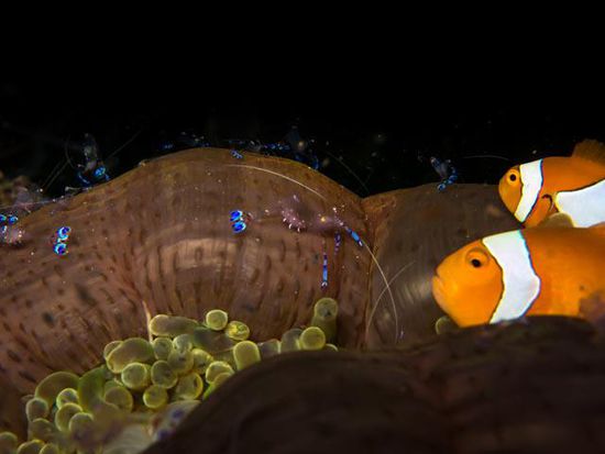 Clownfish und Shrimp, Nachttauchgang, Togian Island