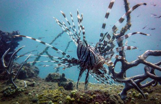 Skorpionfish, Togian Island