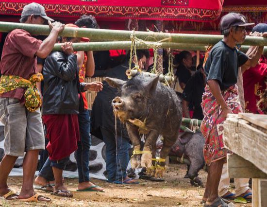 Beerdigung, Toraja