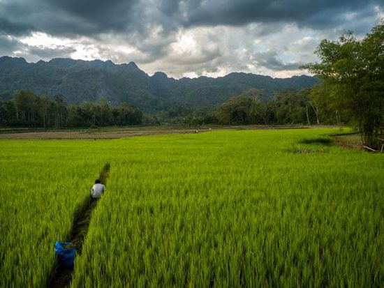 Toraja