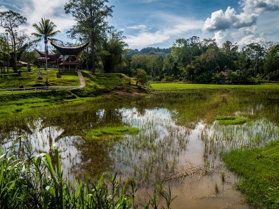 Reisfeld mit Toraja Village im Hintergrund