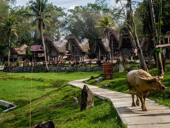 Büffel vor Toraja Village