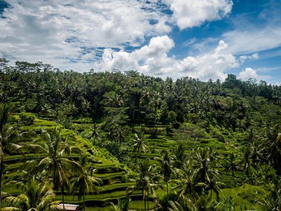 Reisterassen in der Nähe von Ubud