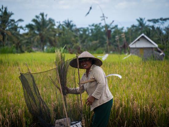 Reisfeld, Nähe Ubud