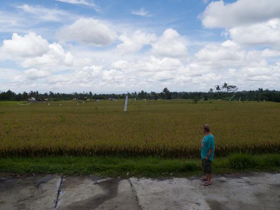 Reisfeld nähe Ubud