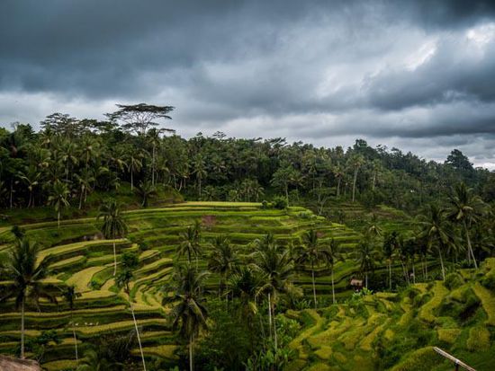 Reisterassen nähe Ubud