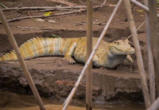Kaiman am Madre Dios River