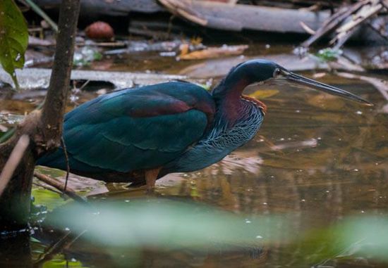Seltener Vogel, der anscheinend nur während 2 Monaten im Jahr zu sehen ist