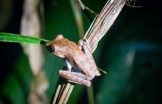 Frosch auf dem Nachtspaziergang im Lake Sandoval Reserve