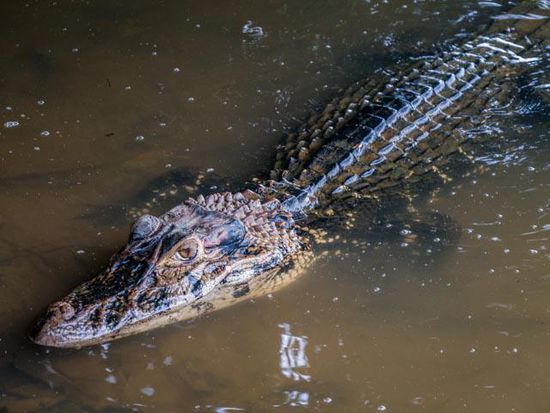 Kaiman im Lake Sandoval Reserve