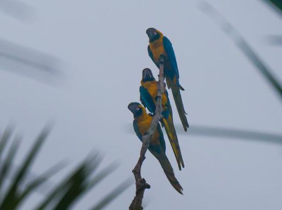 Papageien am frühen morgen im Lake Sandoval Reserve